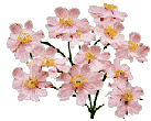 Pink flowers