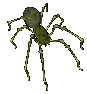 A spider